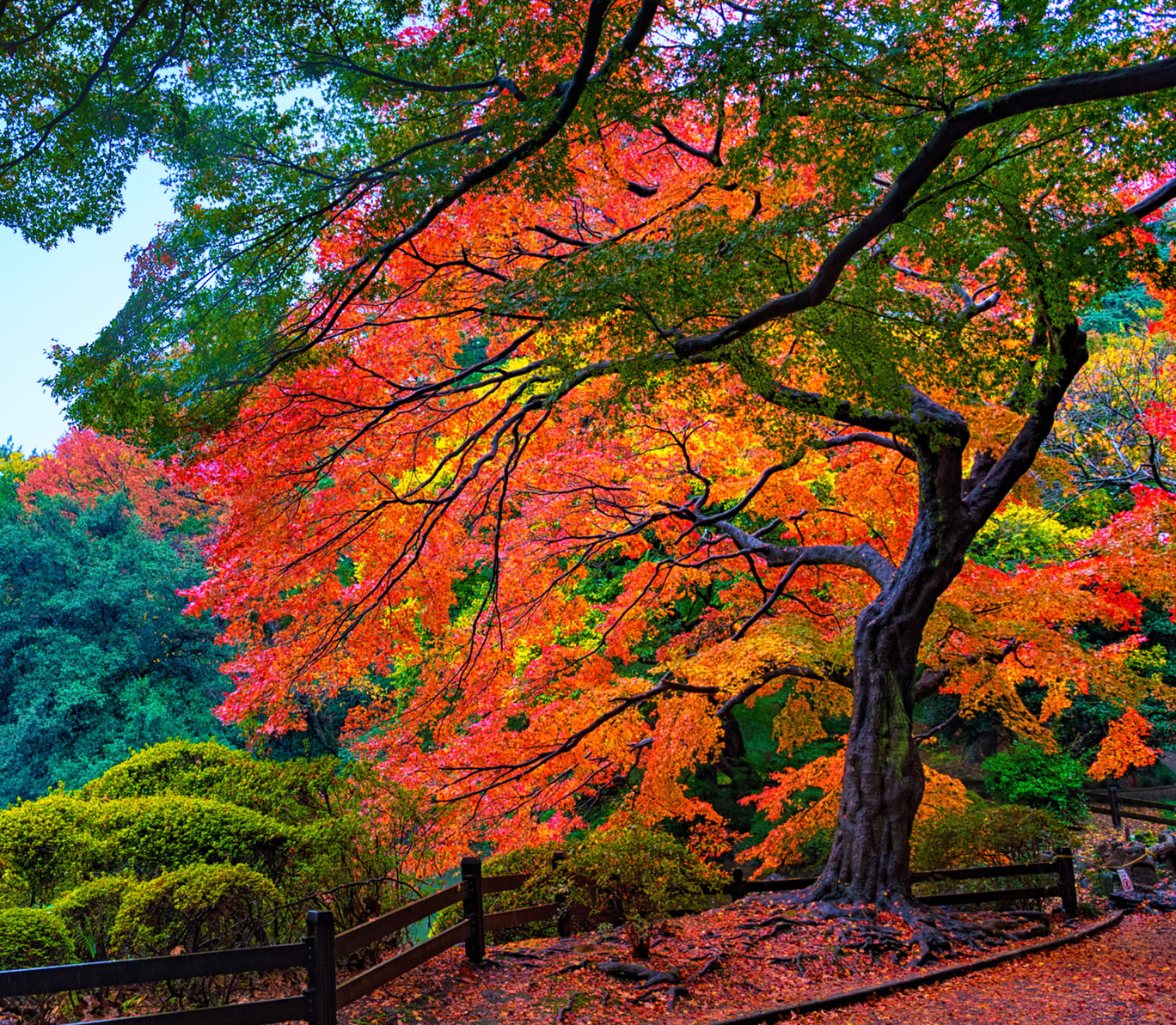 Autumn Japan pictures